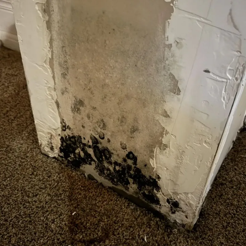 Professional Mold Removal in Murfreesboro, TN